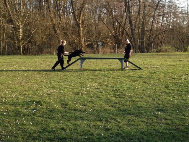 Junghundetraining
